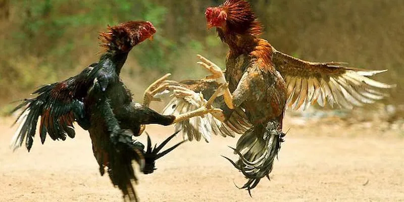 Để nắm bắt rõ hơn về cách tham gia, anh em hãy cùng khám phá các quy định và mẹo chơi hiệu quả trong phần tiếp theo