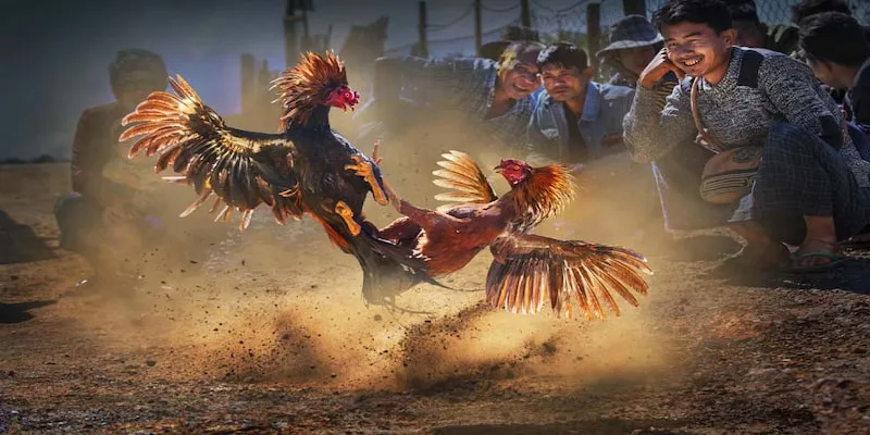 SV388 luôn đồng hành cùng anh em trong mọi trận gà đá C1, mang đến trải nghiệm đỉnh cao