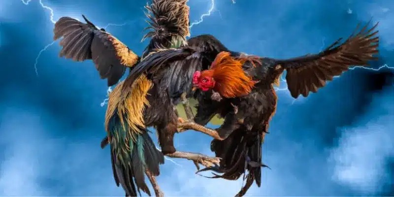 Cách chọn gà chiến cho đá gà cựa dao