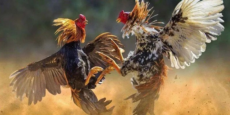 Tổng quan về thuật ngữ đá gà