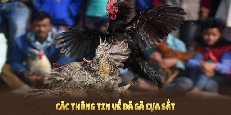 Khám phá ngay các trận đấu tại SV388 để không bỏ lỡ khoảnh khắc nào!