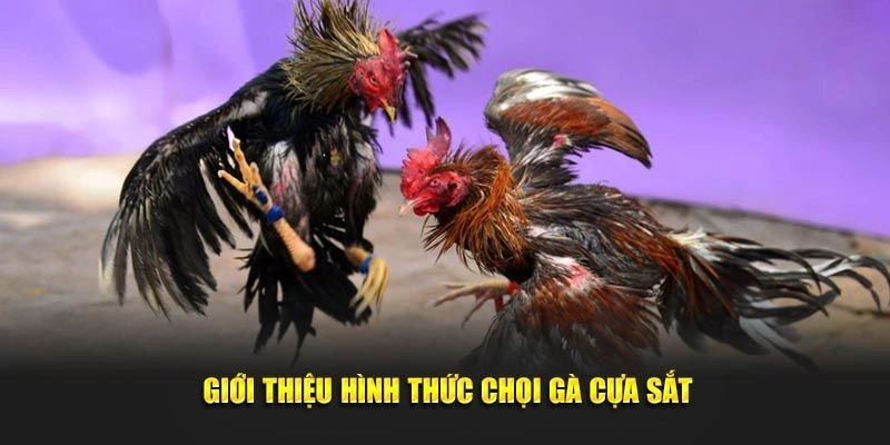 Đừng chần chừ, gia nhập SV388 ngay hôm nay để thử sức