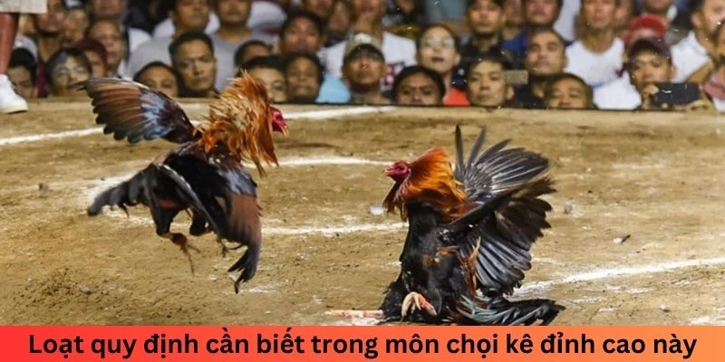 Hãy để SV388 nâng tầm trải nghiệm cá cược