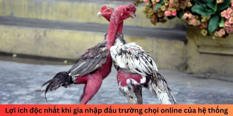 SV388 luôn đồng hành cùng anh em trên mọi đấu trường